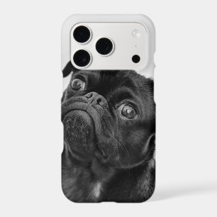 Add Your Own Dog Photo Travel funny pug