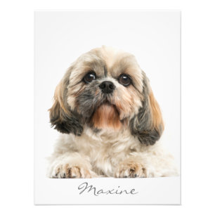 Add Your Pet Portrait Shih Tzu Dog Personalized Photo Print