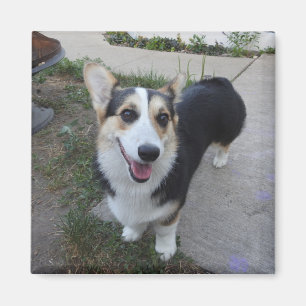 Add your Pet's Photo to this Magnet