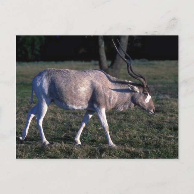 Addax Postcard (Front)