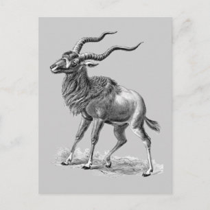 Addax Postcard