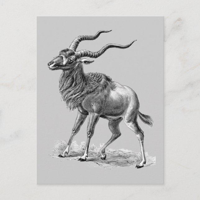 Addax Postcard (Front)
