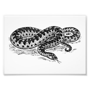 Adder Snake Photo Print