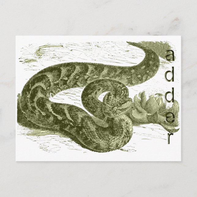 Adder (snake) postcard (Front)