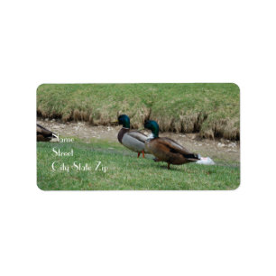 Address Labels 2 Ducks