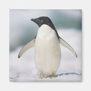 Adelie penguin, close-up magnet