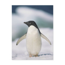 Adelie penguin, close-up