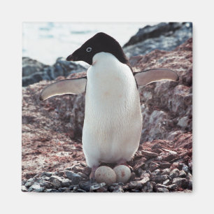 Adelie Penguin Magnet de nid