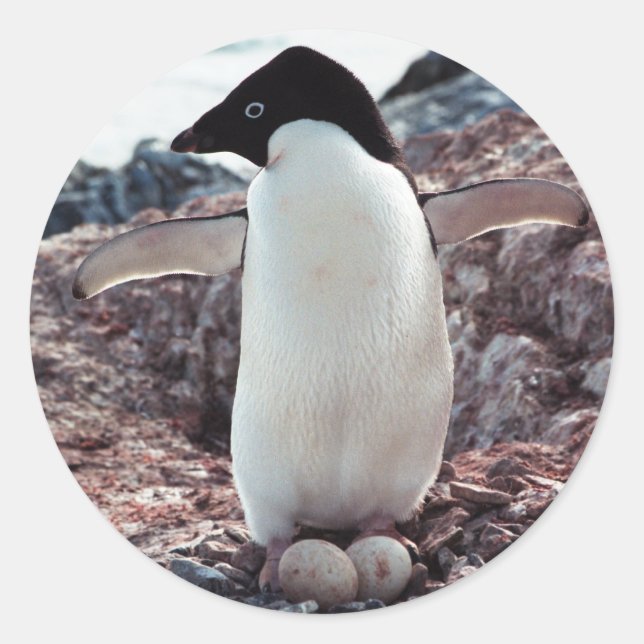 Adelie Penguin Nest Sticker (Front)