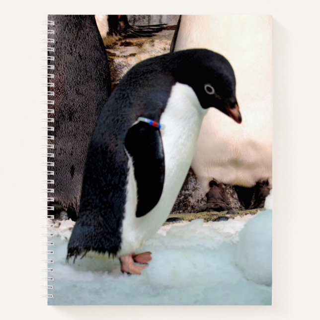 Adélie Penguin Notebook (Front)