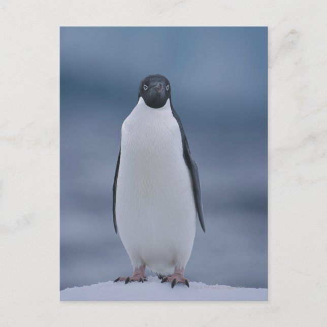 Adelie Penguin on Ice Postcard (Front)