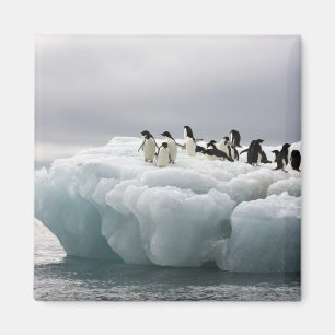 Adelie Penguin Pygoscelis adeliae), Magnet