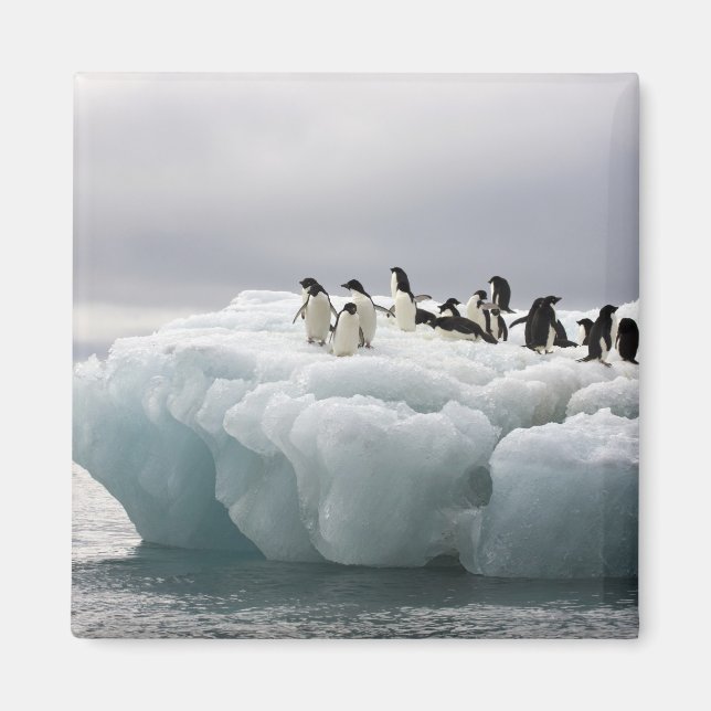 Adelie Penguin Pygoscelis adeliae), Magnet (Front)