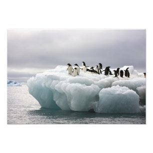 Adelie Penguin Pygoscelis adeliae), Photo Print