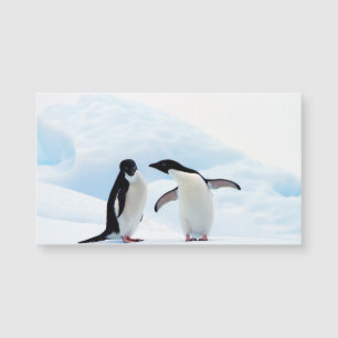 Adelie Penguins