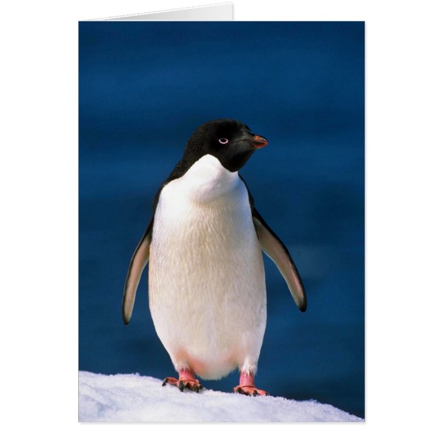 Adelie Penguins (Devant)