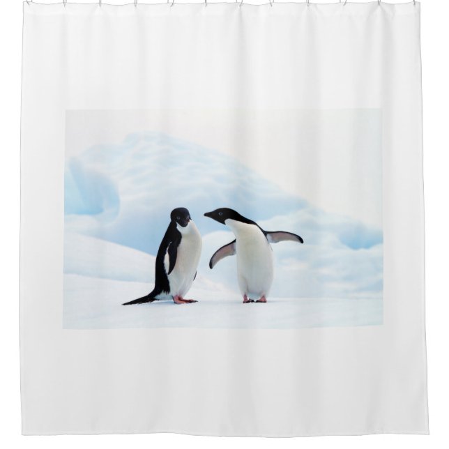 Adelie Penguins (Front)