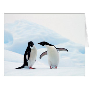 Adelie Penguins