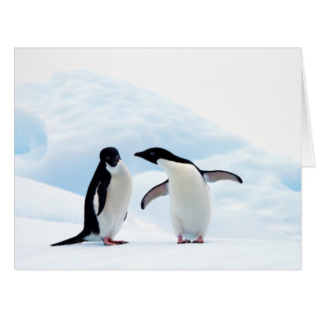 Adelie Penguins (Front Horizontal)