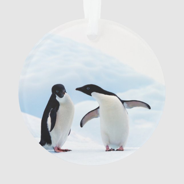 Adelie Penguins (dos)