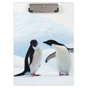 Adelie Penguins Clipboard