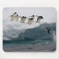 Adelie Penguins diving into sea Paulette