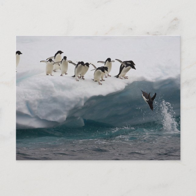 Adelie Penguins diving into sea Paulette Postcard (Front)