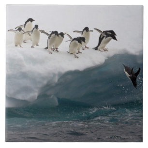 Adelie Penguins diving into sea Paulette Tile