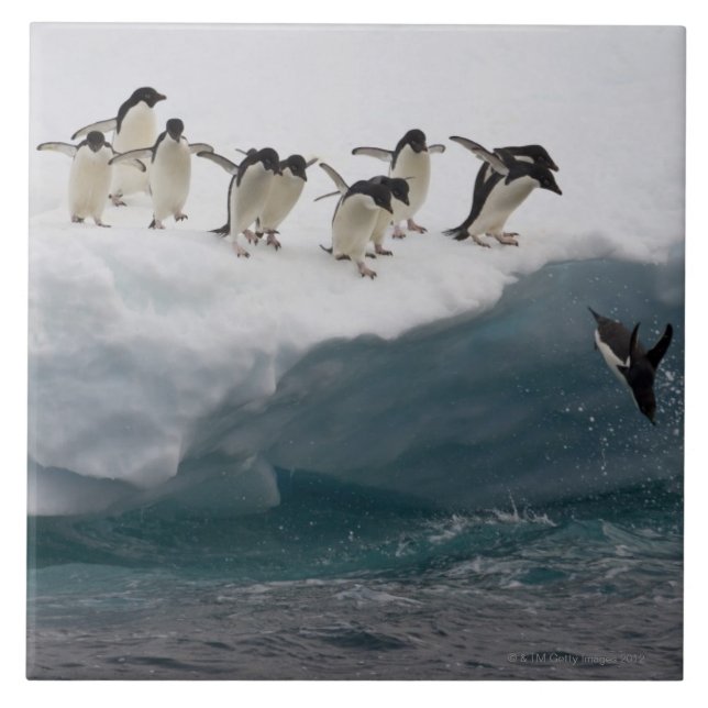 Adelie Penguins diving into sea Paulette Tile (Front)