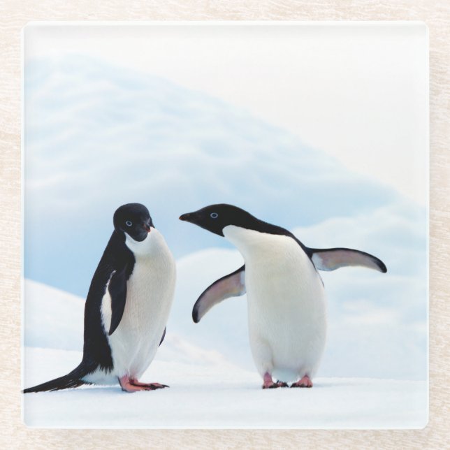 Adelie Penguins Glass Coaster (Front)