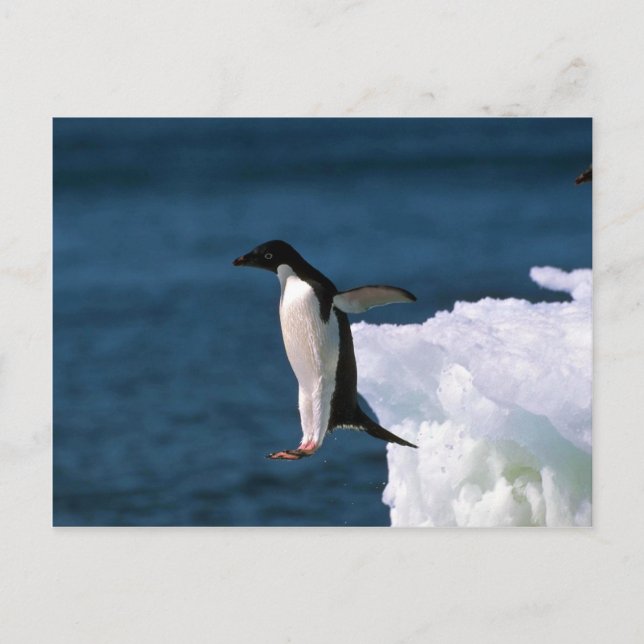 Adelie Penguins Leaping From An Iceberg Postcard (Front)