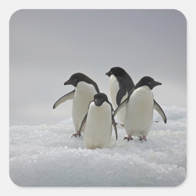Adelie Penguins on Ice Flows Square Sticker (Front)