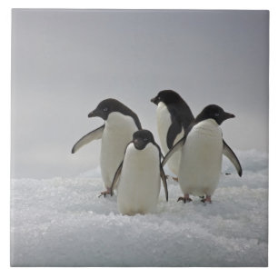 Adelie Penguins on Ice Flows Tile