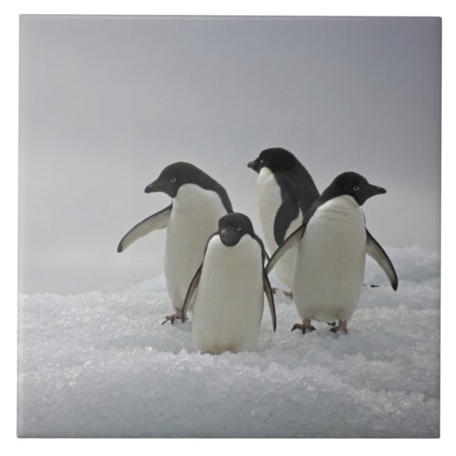 Adelie Penguins on Ice Flows Tile (Front)