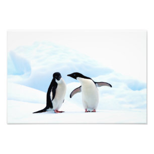 Adelie Penguins Photo Print