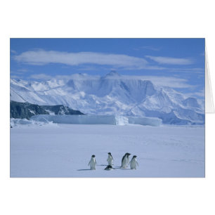 Adelie Penguins, Pygoscelis adeliae),