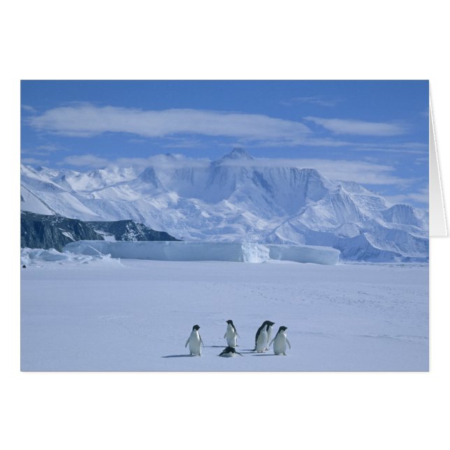 Adelie Penguins, Pygoscelis adeliae), (Front Horizontal)
