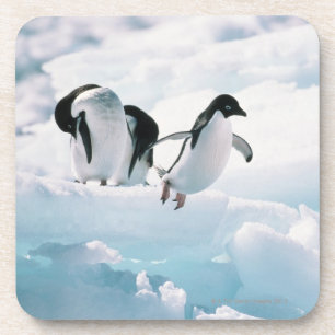 Adelie penguins (pygoscelis adeliae) Antarctica Coaster
