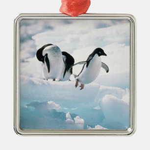 Adelie penguins (pygoscelis adeliae) Antarctica Metal Ornament
