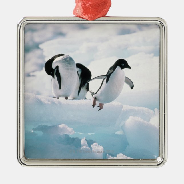 Adelie penguins (pygoscelis adeliae) Antarctica Metal Ornament (Front)