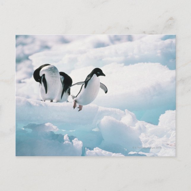 Adelie penguins (pygoscelis adeliae) Antarctica Postcard (Front)