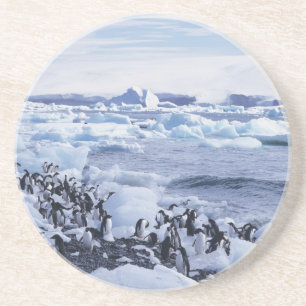 Adelie Penguins Pygoscelis adeliae Coaster