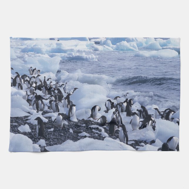 Adelie Penguins Pygoscelis adeliae Kitchen Towel (Horizontal)