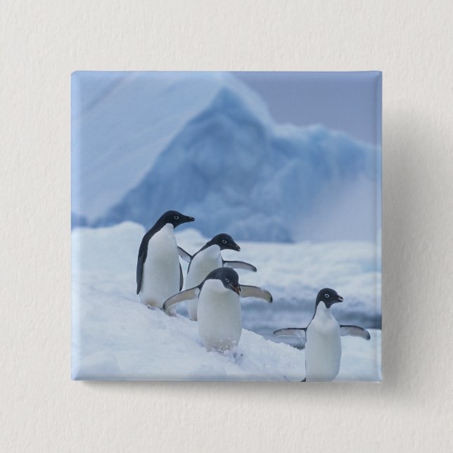 Adelie Penguins (Pygoscelis adeliae) on ice, 2 Inch Square Button (Front)