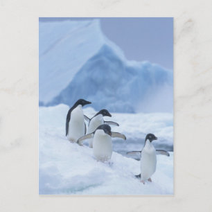 Adelie Penguins (Pygoscelis adeliae) on ice, Postcard