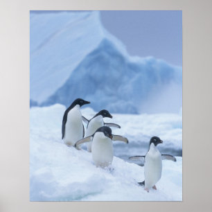 Adelie Penguins (Pygoscelis adeliae) on ice, Poster