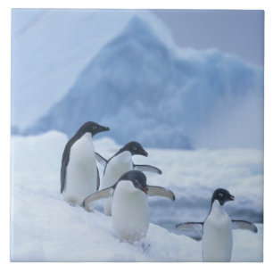 Adelie Penguins (Pygoscelis adeliae) on ice, Tile