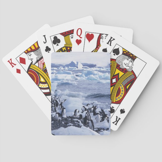 Adelie Penguins Pygoscelis adeliae Playing Cards (Back)