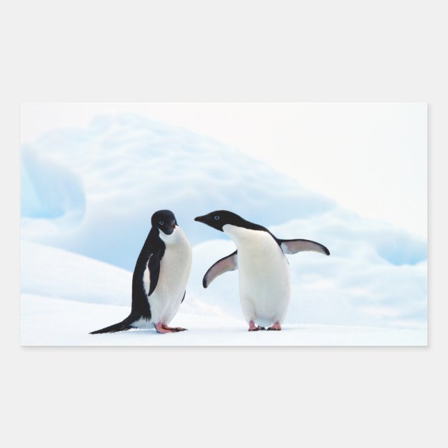 Adelie Penguins Sticker (Front)