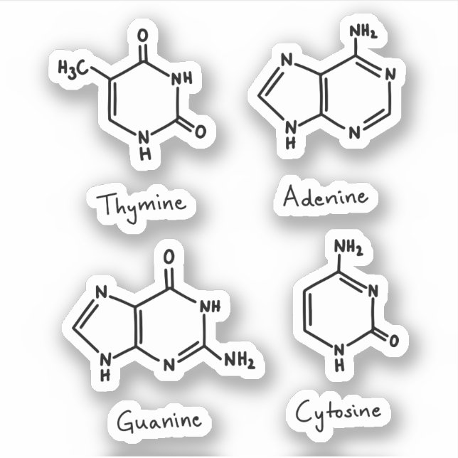 Adenine, guanine, cytosine, thymine molecules (Front)